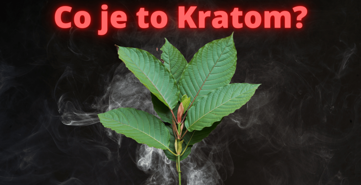 Co je to kratom?