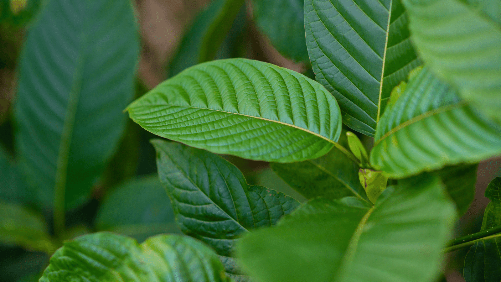 Kratom 8